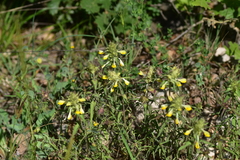 Melampyrum barbatum