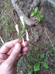 Penstemon oklahomensis