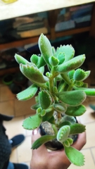 Cotyledon tomentosa