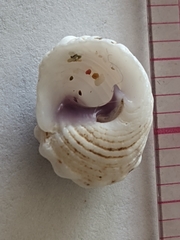 Mollusca