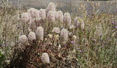 Ptilotus nobilis