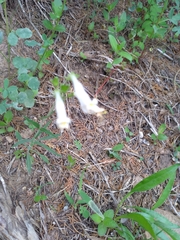 Penstemon oklahomensis