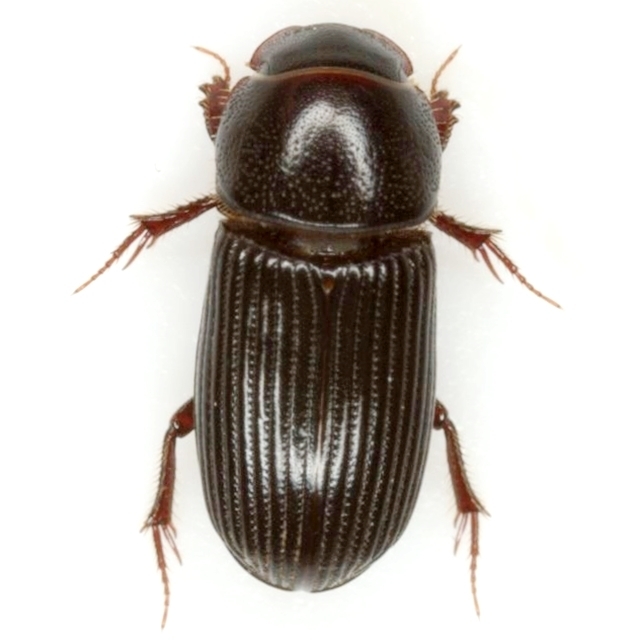 Pitchy Scarab