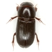 Pitchy Scarab - Photo (c) Mike Quinn, Austin, TX, some rights reserved (CC BY-NC), uploaded by Mike Quinn, Austin, TX