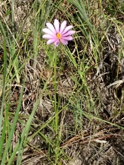 Sabatia gentianoides