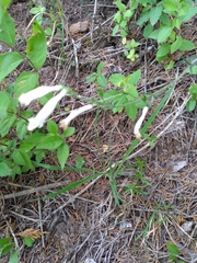 Penstemon oklahomensis