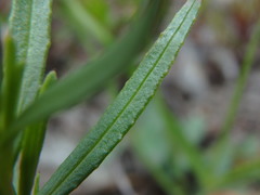 Chamaenerion fleischeri