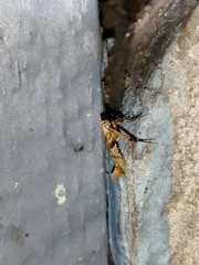 Caloptilia hemidactylella