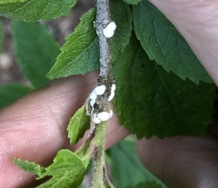 Eriococcus lagerstroemiae