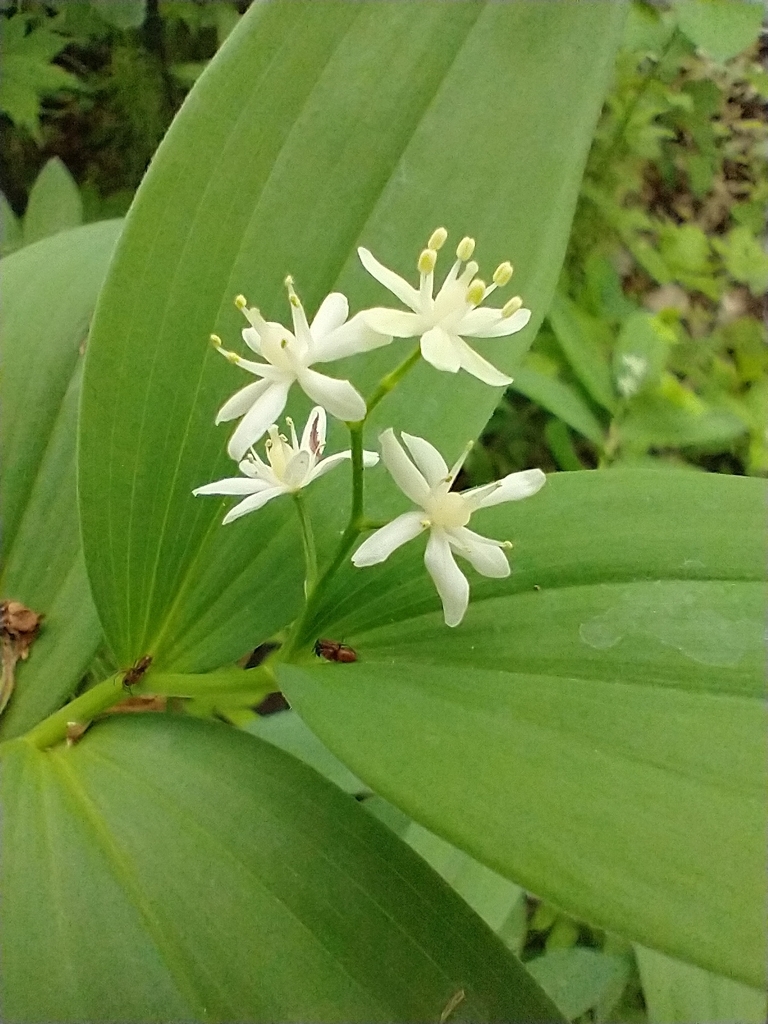 Maianthemum stellatum, Burlington, VT 05401, USA