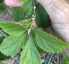 Eriococcus lagerstroemiae