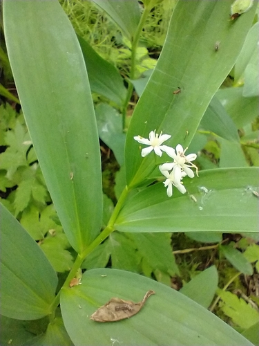 Maianthemum stellatum