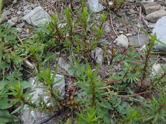 Chamaenerion fleischeri