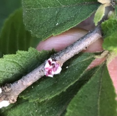 Eriococcus lagerstroemiae