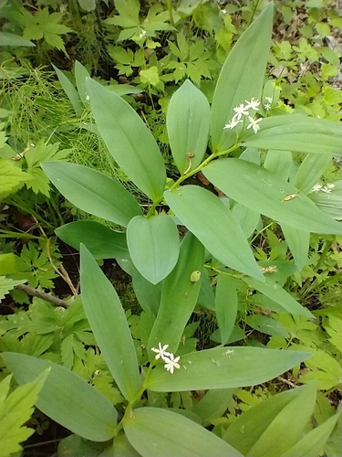 Maianthemum stellatum
