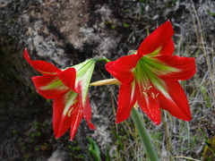 Hippeastrum morelianum