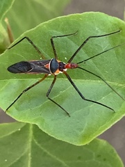 Zelus grassans