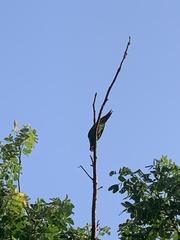 Psittacula alexandri