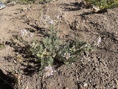 Astragalus andersonii