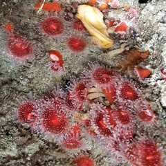 Corynactis californica image