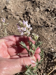 Astragalus andersonii