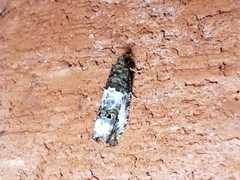 Notocelia rosaecolana