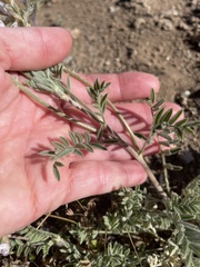 Astragalus andersonii