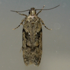 Chionodes obscurusella