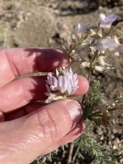 Astragalus andersonii