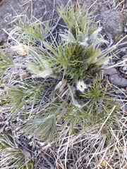 Pulsatilla patens