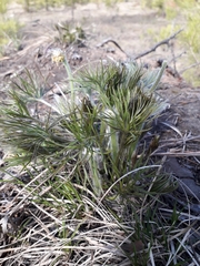 Pulsatilla patens