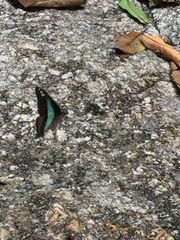 Graphium sarpedon luctatius