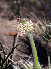 Pulsatilla patens