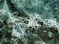 Thamnolia vermicularis