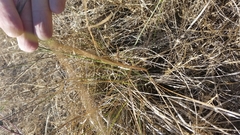 Nassella pulchra