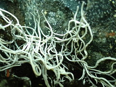 Thamnolia vermicularis