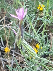 Crupina crupinastrum