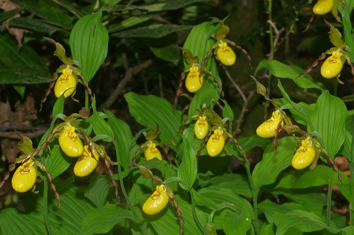 Cypripedium parviflorum var. parviflorum