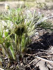 Pulsatilla patens