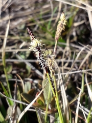 Carex
