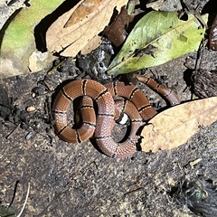 Sinomicrurus annularis