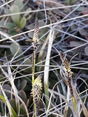 Carex