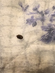 Anthrenus scrophulariae