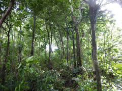 Freycinetia arborea