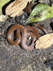Sinomicrurus annularis