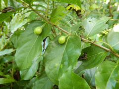 Cyclophyllum barbatum