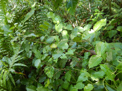 Cyclophyllum barbatum