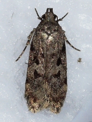 Chionodes obscurusella
