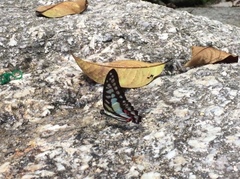 Graphium evemon eventus