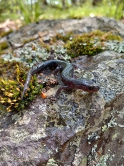 Plethodon montanus